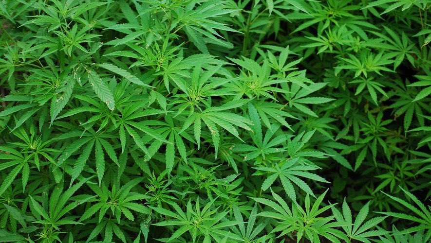 GossipRoomOff's tweet photo. 🚨 Un fait-divers hallucinant ? Un troupeau de moutons a dévoré 300 kg de cannabis, près de Almyros, en #Grèce. Les bêtes, qui vivent en liberté, se sont introduites dans une serre de cannabis médical après que les inondations qui ont suivi le passage de la tempête Daniel ont dévasté leurs sources de nourritures habituelles.

"Ils étaient tous fous... Ils sautaient plus haut que les chèvres !" témoigne Yannis, le propriétaire de la culture, qui ne sait pas "s’il doit en rire ou en pleurer". 🐑🇬🇷 (via FranceInfo)