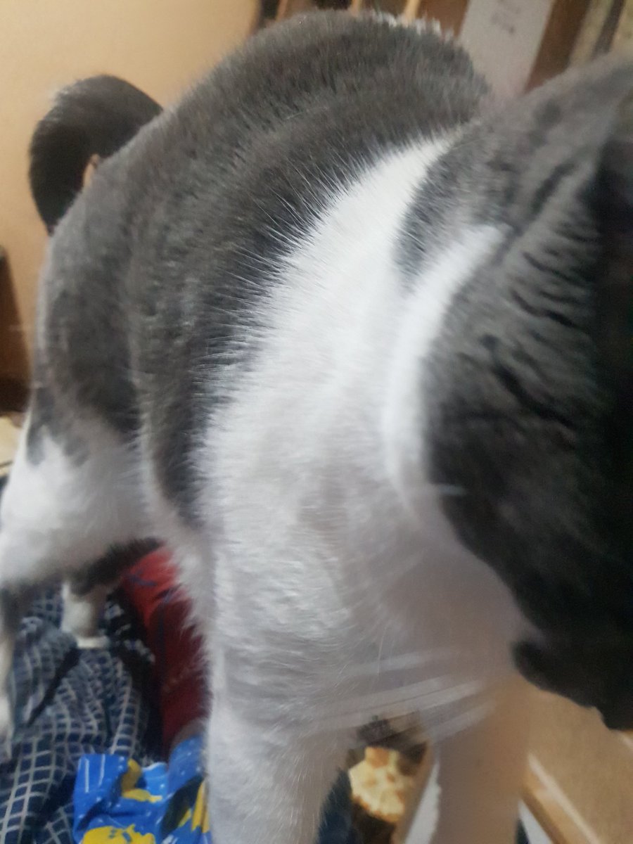 GermanDW's tweet photo. Quería tomarle foto a mi gata pero ella quería cariñitos... y este fue el resultado 

#beardandmusic #followtheblackcat #cat #pet #cute #catlover #cats_of_world #catphoto #fy https://t.co/mdRbSmZtrO