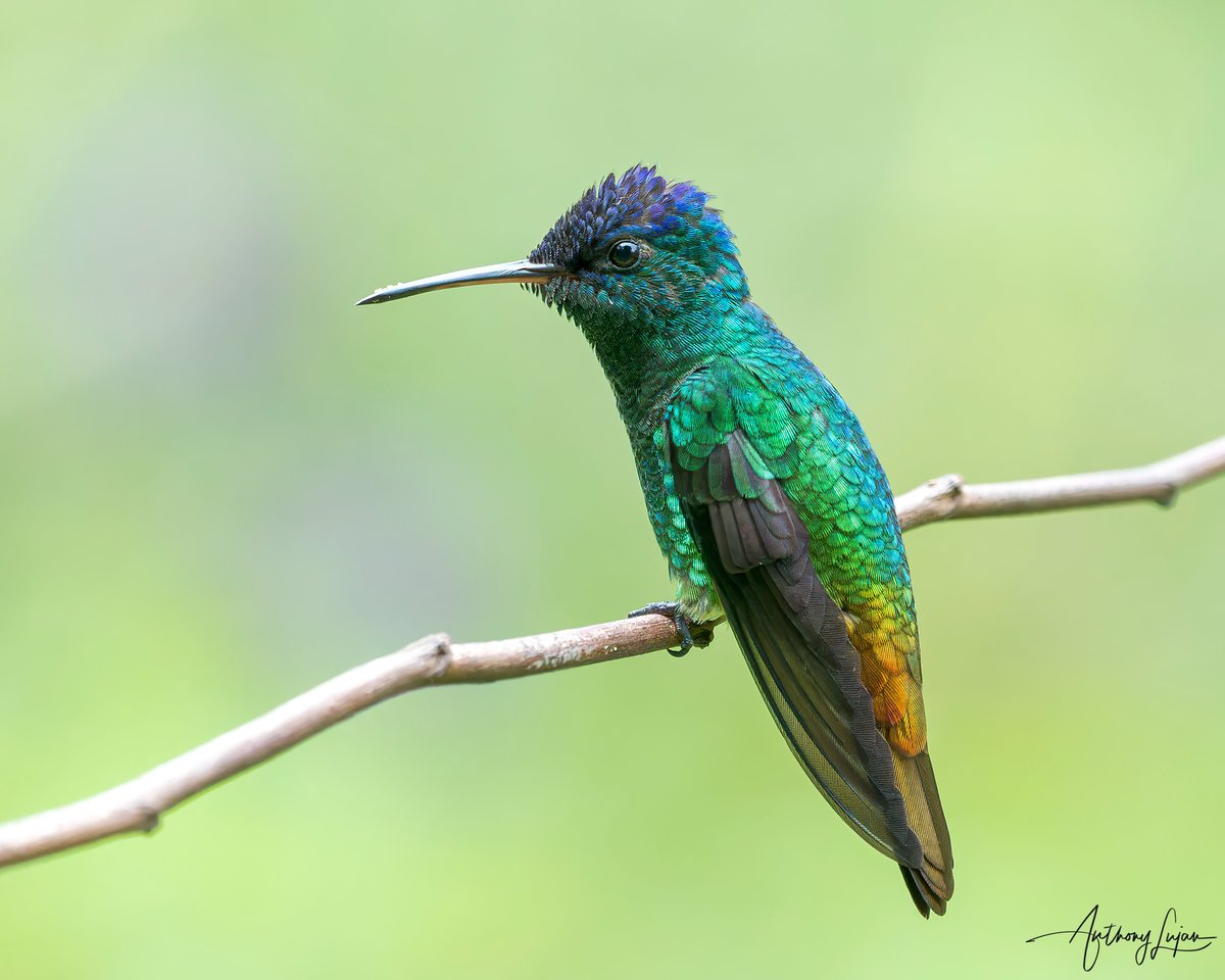 anthonylujan's tweet photo. Nothing like getting all of the dazzling colors 💙💚💛🧡 from this one! 
Golden-tailed Sapphire
Chrysuronia oenone
Status - Least Concern
Sony A1 - Sony 600mm
#ALhummingbirdperched

#goldentailedsapphire #sapphire #hummingbird #colibrí #beijaflor #picaflor #Trochilidae #hummin... https://t.co/OOF7EEZTTL