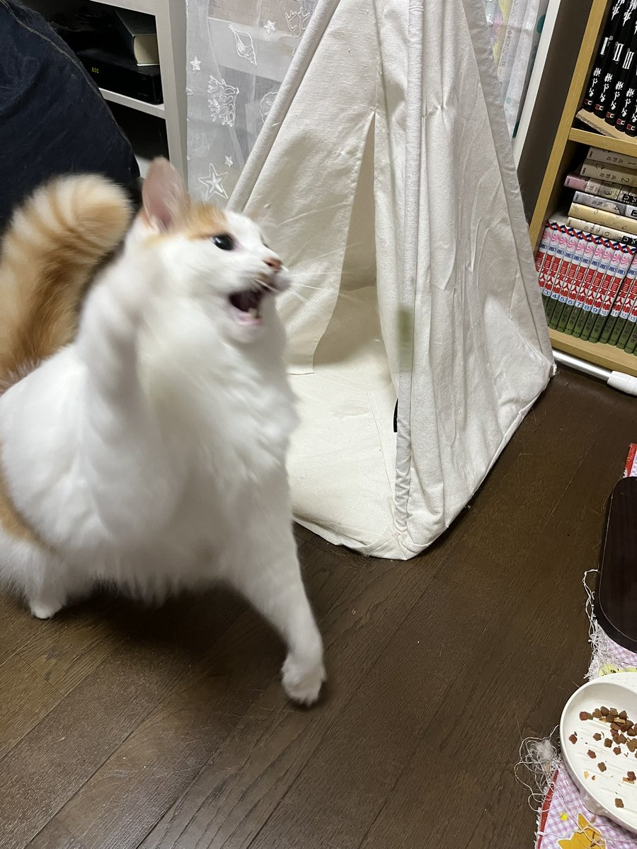 chashisan204's tweet photo. 猫じゃらし。
大変お気に召したようで😌 https://t.co/Yx4Z9FPuds