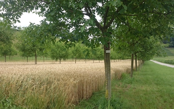 agroscope's tweet photo. #Agroforestry can play a key role in fighting #ClimateChange. A new study published in Nature Climate Change highlights the potential of agroforestry and suggests ways forward. It was conducted by a group of international experts, incl. Agroscope.
➡️Paper: https://t.co/9ZdRXLE1U5 https://t.co/FlPkIaA12x