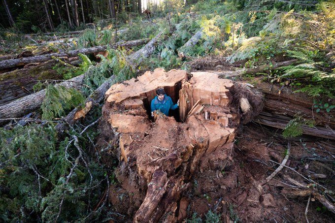 Shocking photos reveal the on-going destruction vital #oldgrowth forests in British Columbia. These forests are our shield against the climate crisis. 

Mo time to wait. Protect the Irreplaceable. #ActOnClimate 

#climate #biodiversity <a href="/bcndp/">BC NDP</a> #bcpoli Pics via <a href="/AncientForestBC/">AncientForestAlliance</a>