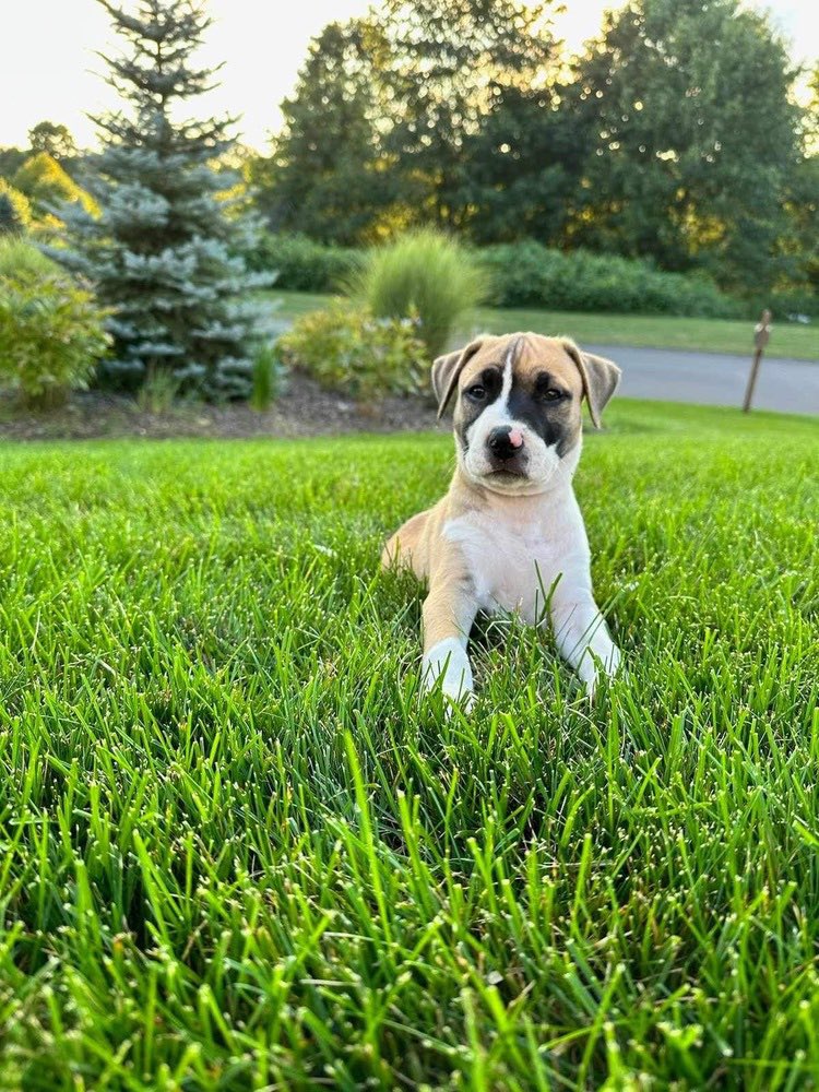 Hearts of Hope Dog Rescue tweet media