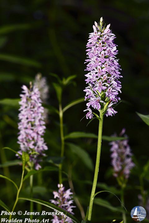A group of common spotted #orchids (Dactylorhiza fuchsii) #FlowersOnFriday, available as #prints and on gifts here, with FREE SHIPPING in UK: lens2print.co.uk/imageview.asp?…
#AYearForArt #BuyIntoArt #FallForArt #FlowerFriday #flowers #orchid #pinkflowers #nature #naturelovers #floralart