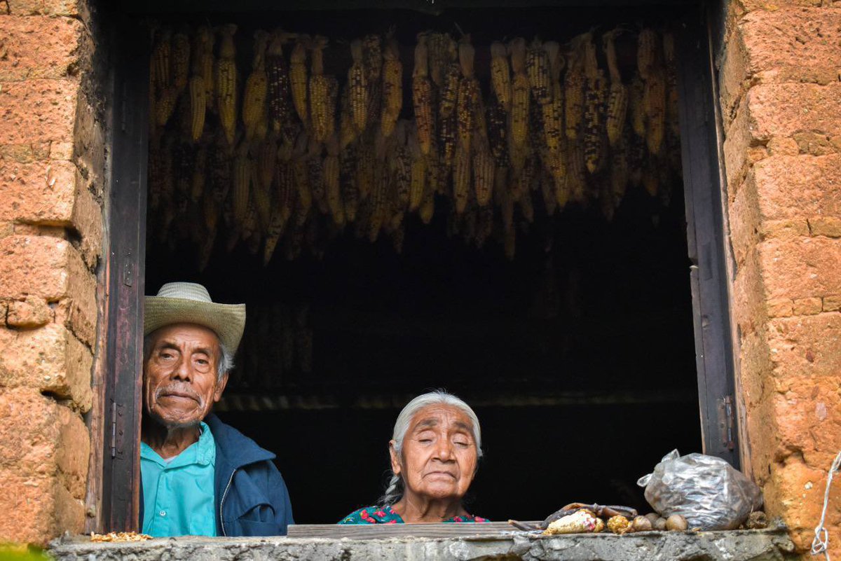 ConyRuedaG's tweet photo. Hoy conmemoramos el día estatal de los maíces nativos, una fecha importante para reconocer la labor de los pueblos originarios en la defensa y preservación de las más de 35 especies de granos que son nativos de #Oaxaca. 

El maíz es raíz y cosecha de vida. https://t.co/5c7h9SfLU9