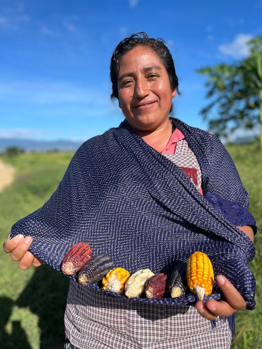 ConyRuedaG's tweet photo. Hoy conmemoramos el día estatal de los maíces nativos, una fecha importante para reconocer la labor de los pueblos originarios en la defensa y preservación de las más de 35 especies de granos que son nativos de #Oaxaca. 

El maíz es raíz y cosecha de vida. https://t.co/5c7h9SfLU9
