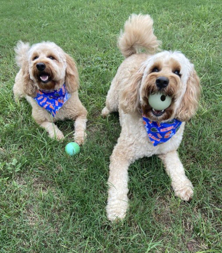 UFBarstool's tweet photo. These Gator pups said fuck Kentucky and BEAT THE CATS 🐊🐶 #gbf https://t.co/wwfyrjp6dF