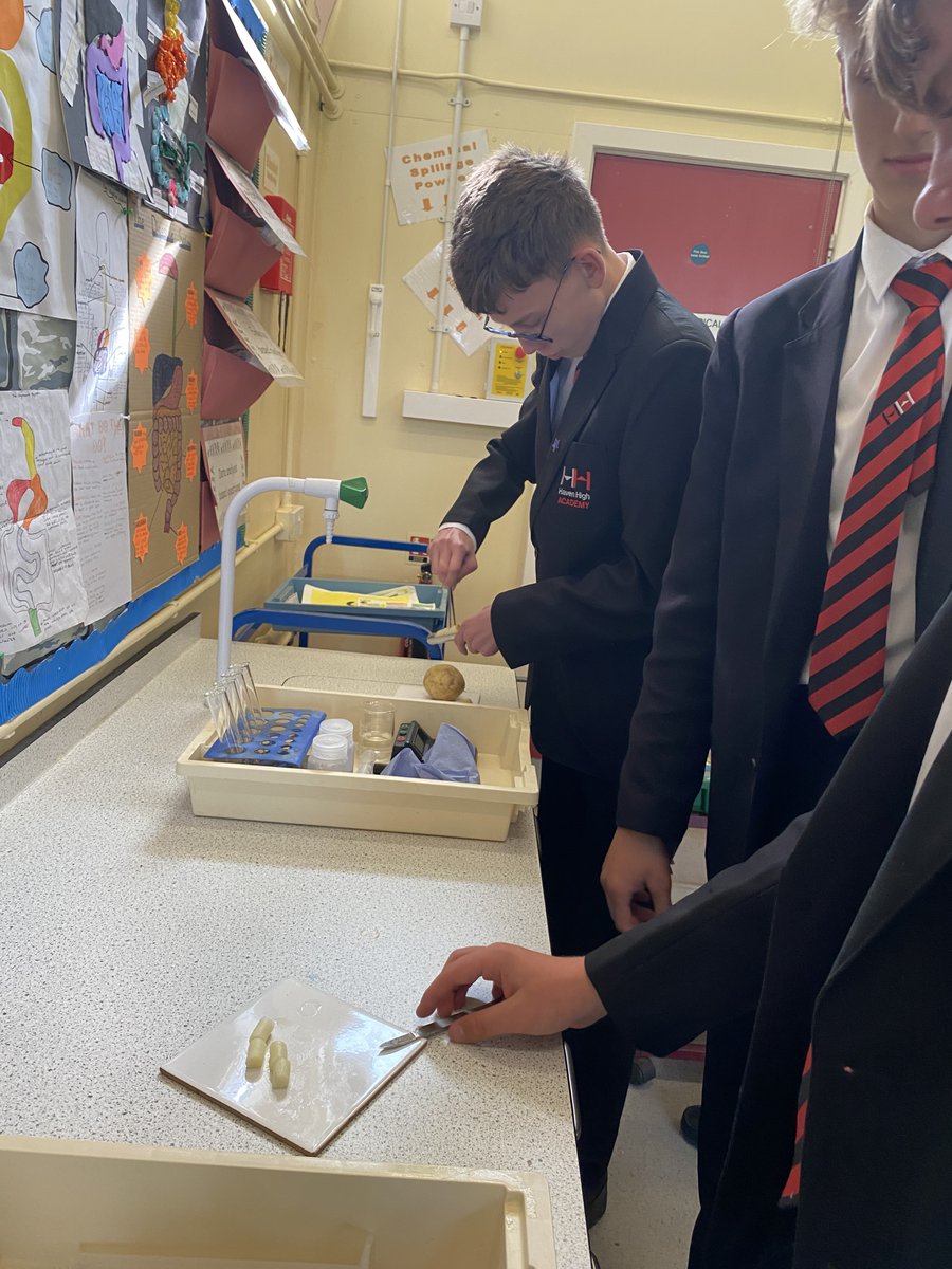 HavenHigh's tweet photo. Year 10 Biology students have been using their practical skills to investigate osmosis in plant cells #requiredpractical #scienceskills #biologistsofthefuture #teamHHA #bestyearyet https://t.co/8zkbqSRA8H