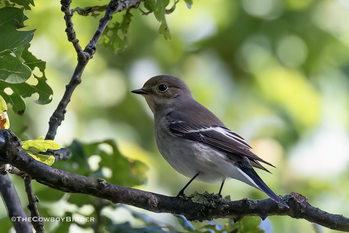 The long staying (day 6) Pied Flycatcher on Wanstead Flats is still affording some quality views within the Oak canopy with a bit of patience #londonbirds