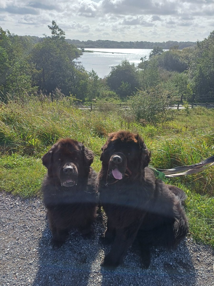 Lovely walk around #PenningtonFlash #Lancashire #Wigan but very windy, Buffy's tongue nearly got blown away 😋🤣🐕🐕🤣 #DogsofTwitter #Newfoundland #newf #therapydog #therapydogs #nature #naturereserve