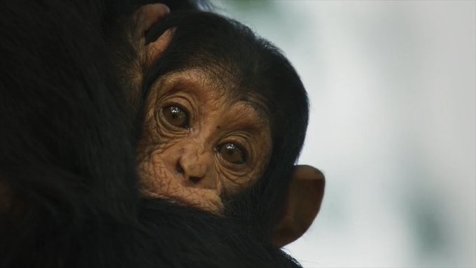 "Mother Nature, you're just showing off now." - @raye  #PlanetEarth3, narrated by Sir David Attenborough<a href="/tag/planetearth3"class="tags"><span>#planetearth3</span></a>