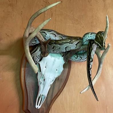 Robert Preston tweet media