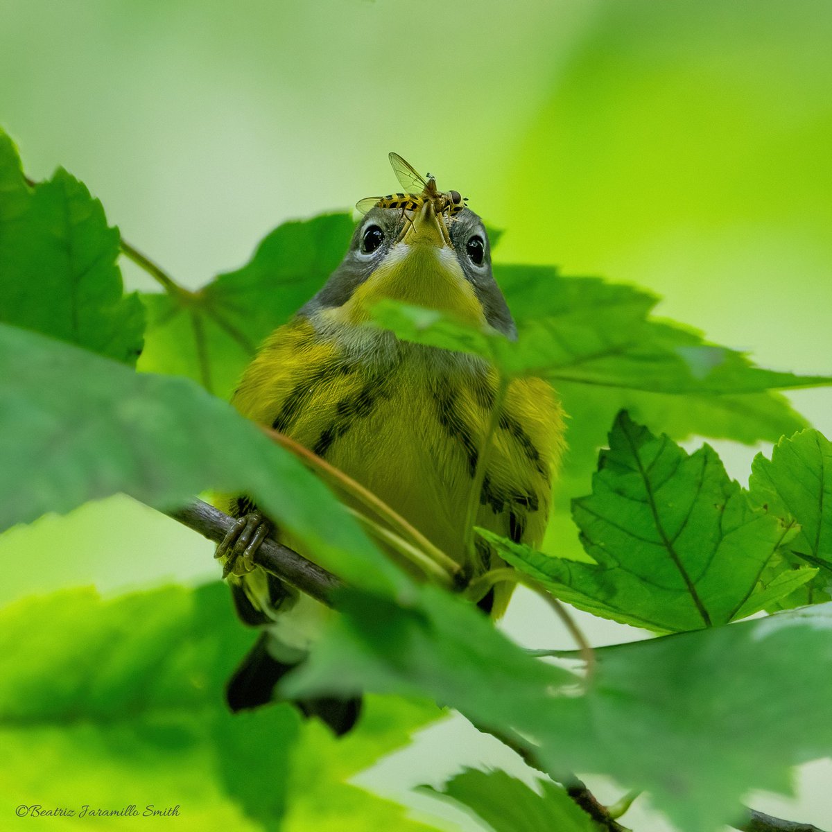 Magnolia warbler. @CentralPark_NYC #birdcpp #fallmigration2023 #birding #birdingphotography #birdwatching #birds #birdscentralpark #BirdsOfTwitter