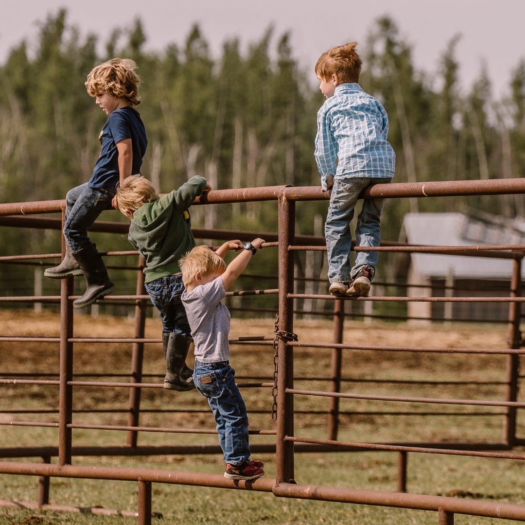 AgknowCa's tweet photo. Climbing fences = a farm kid's jungle gym.
📷 @laytonphotoab
#fridayfun #farmkids #agknow #rural #albertaag https://t.co/UB0aNomzDO