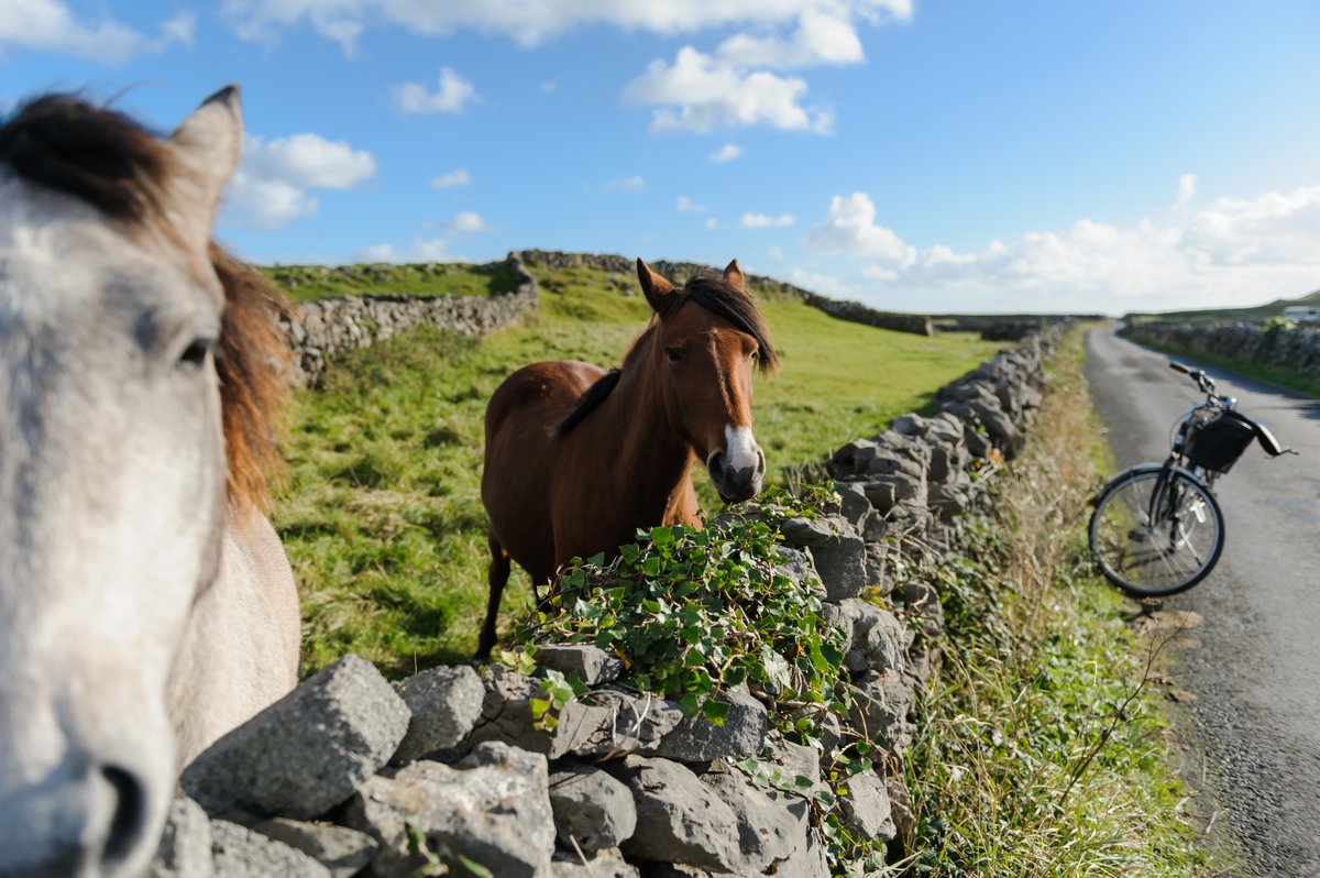 🌊#ResidenceRecommends...a forest stroll or island cycle!

There are so many amazing walkways to enjoy across Galway, like Barna Woods - or why not take a trip to the islands to bike around the majestic scenery?

brnw.ch/21wD3La