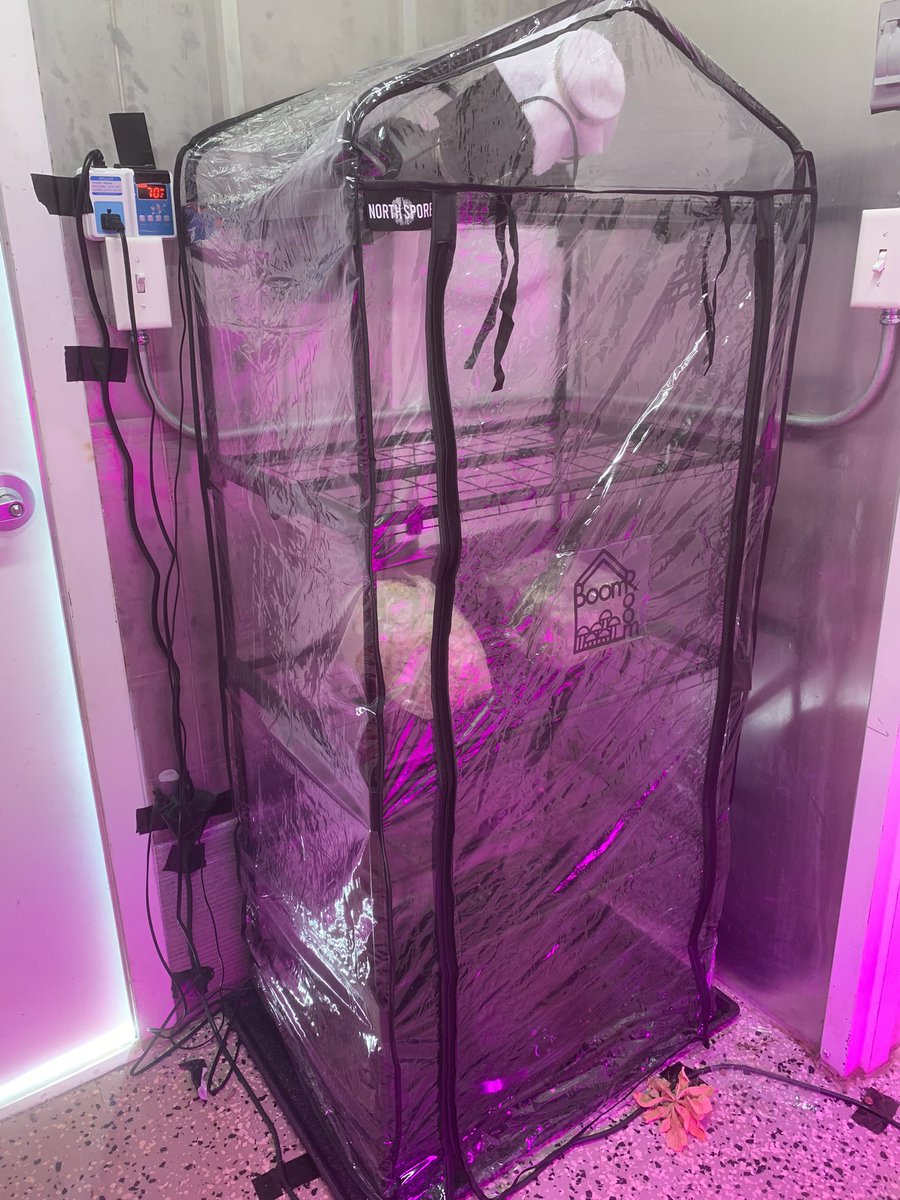 Combiner les sciences a l’école tout en visant une éducation à l’environnement et à la résilience (alimentaire). Le nouveau challenge de notre système hydrponique cette année : les champignons (pleurotes sur la photo) ✅