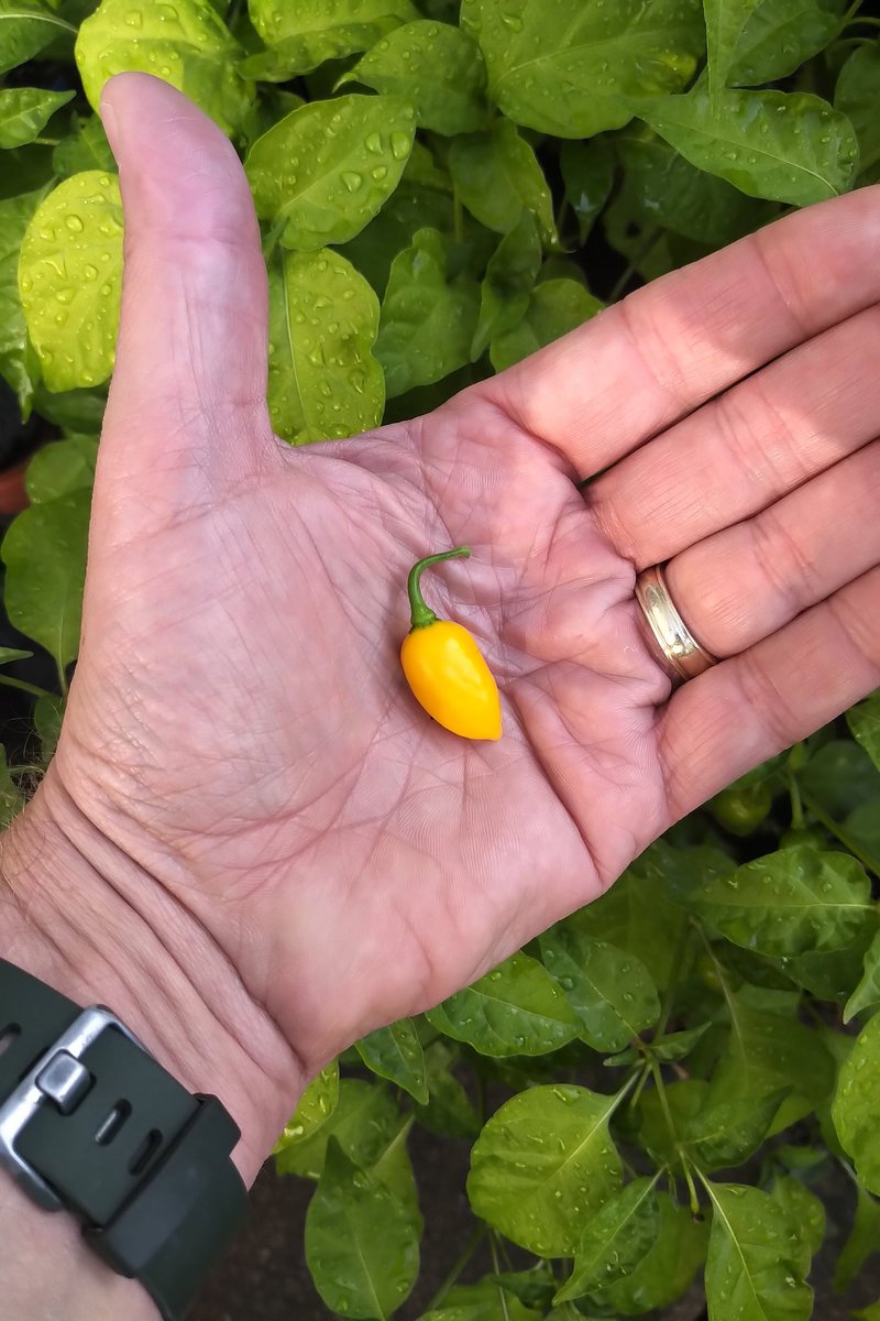 darth_johnk's tweet photo. One of the biggest surprises and successes of @goldtop_girl's pepper garden this year is "Rob's Folly".  I've eaten some pretty much every day for most of the summer!  Thanks to @7PotClub we have a little taste of Minnesota here in Niagara!  #IGrowHotPeppers 🇨🇦 https://t.co/M9omoR75Hi