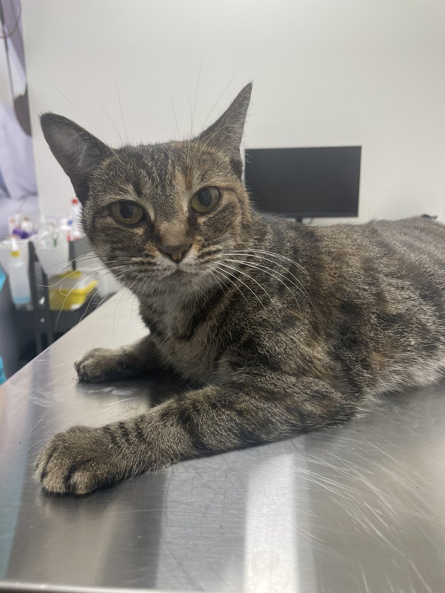 EyraVlogs's tweet image. Hola!!! Nos hemos encontrado una gatita en Calle Vicente Blasco Ibáñez en Elche, la habían atropellado, el veterinario dice que es de alguien por que tiene las uñitas cortadas.

Por favor si es de alguien que se ponga en contacto conmigo, ya que está muy mal… 🥲

Muchas gracias