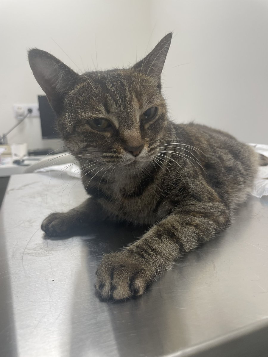 EyraVlogs's tweet image. Hola!!! Nos hemos encontrado una gatita en Calle Vicente Blasco Ibáñez en Elche, la habían atropellado, el veterinario dice que es de alguien por que tiene las uñitas cortadas.

Por favor si es de alguien que se ponga en contacto conmigo, ya que está muy mal… 🥲

Muchas gracias