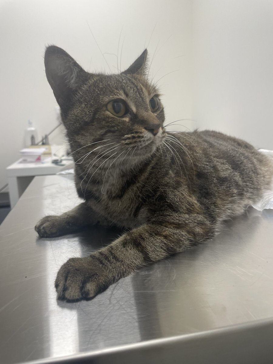 EyraVlogs's tweet image. Hola!!! Nos hemos encontrado una gatita en Calle Vicente Blasco Ibáñez en Elche, la habían atropellado, el veterinario dice que es de alguien por que tiene las uñitas cortadas.

Por favor si es de alguien que se ponga en contacto conmigo, ya que está muy mal… 🥲

Muchas gracias