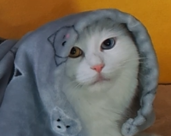 mL7support's tweet photo. Olaf https://t.co/sXYevtFZWv