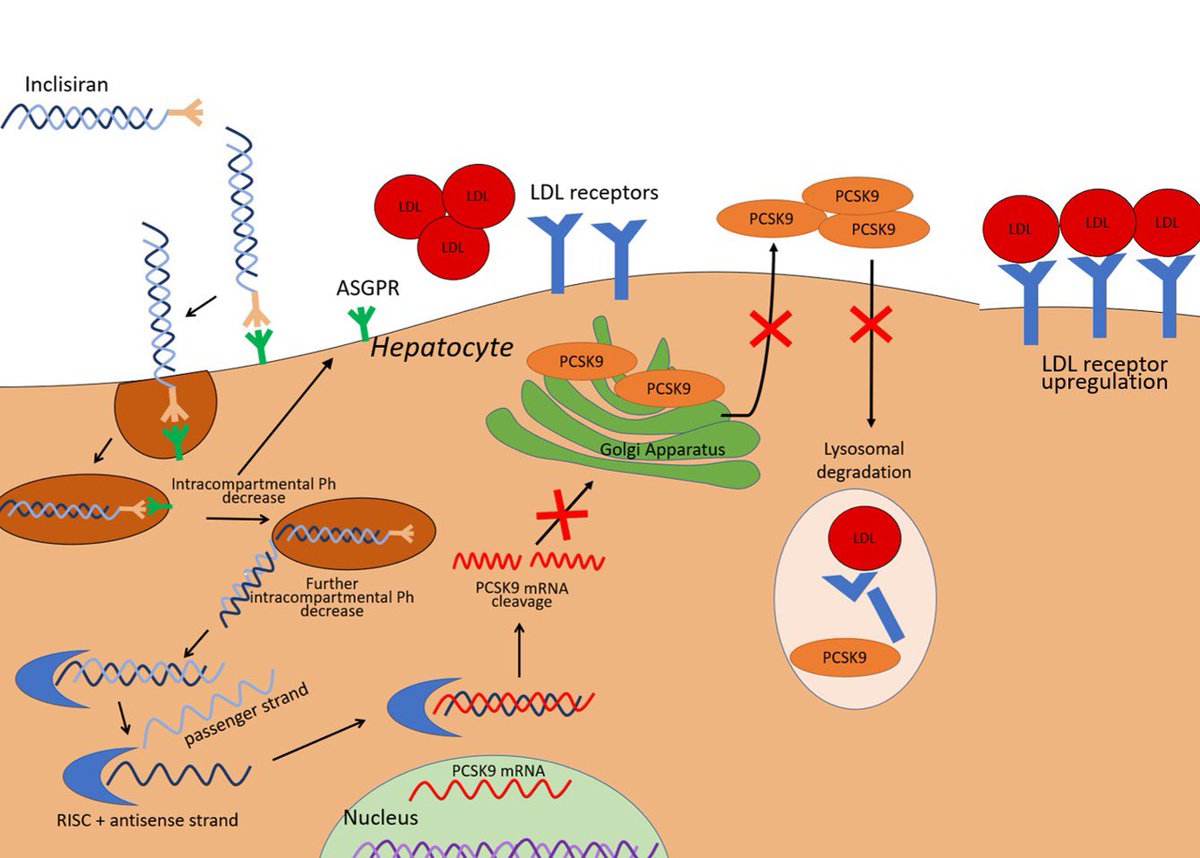 SABOURETCardio's tweet photo. Ongoing #RCT #VICTORION #Plaque on #WorldHeartDay #LLT #Lipids https://t.co/Y6xJpPiZzB