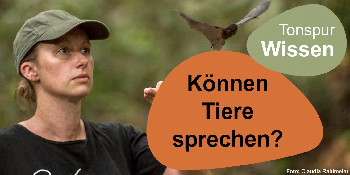 LeibnizWGL's tweet photo. Können #Tiere sprechen?
Neue Folge von #TonspurWissen, dem #Podcast von @LeibnizWGL & @rponline, diesmal mit @MKnornschild von @mfnberlin & @HumboldtUni.
https://t.co/QXAFobBO1L
@dastutmannicht #LeibnizMuseen #Ökologie #Bioakustik #Kommunikation #Sprache #Fledermäuse https://t.co/VUQvoP3Phf