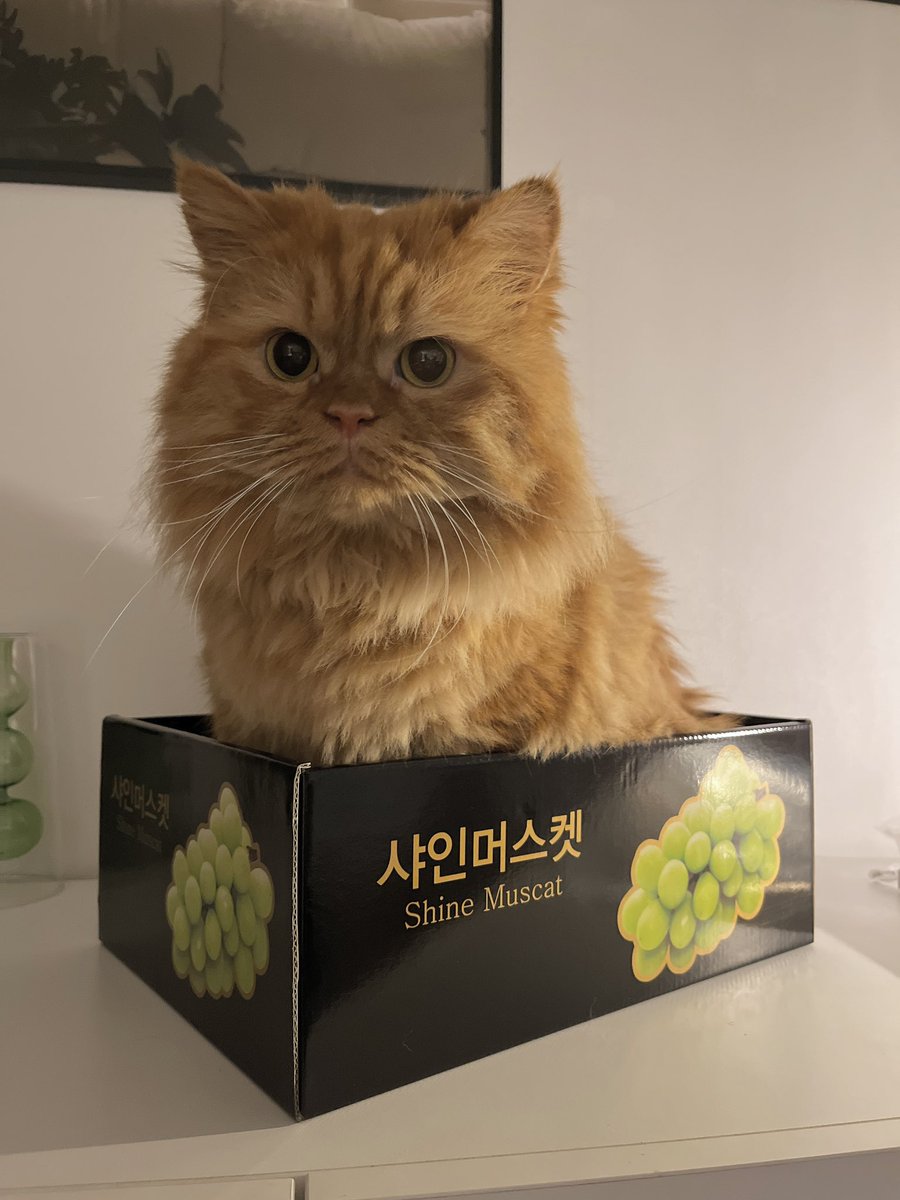 어떤..캣이 되려고 결심한듯함