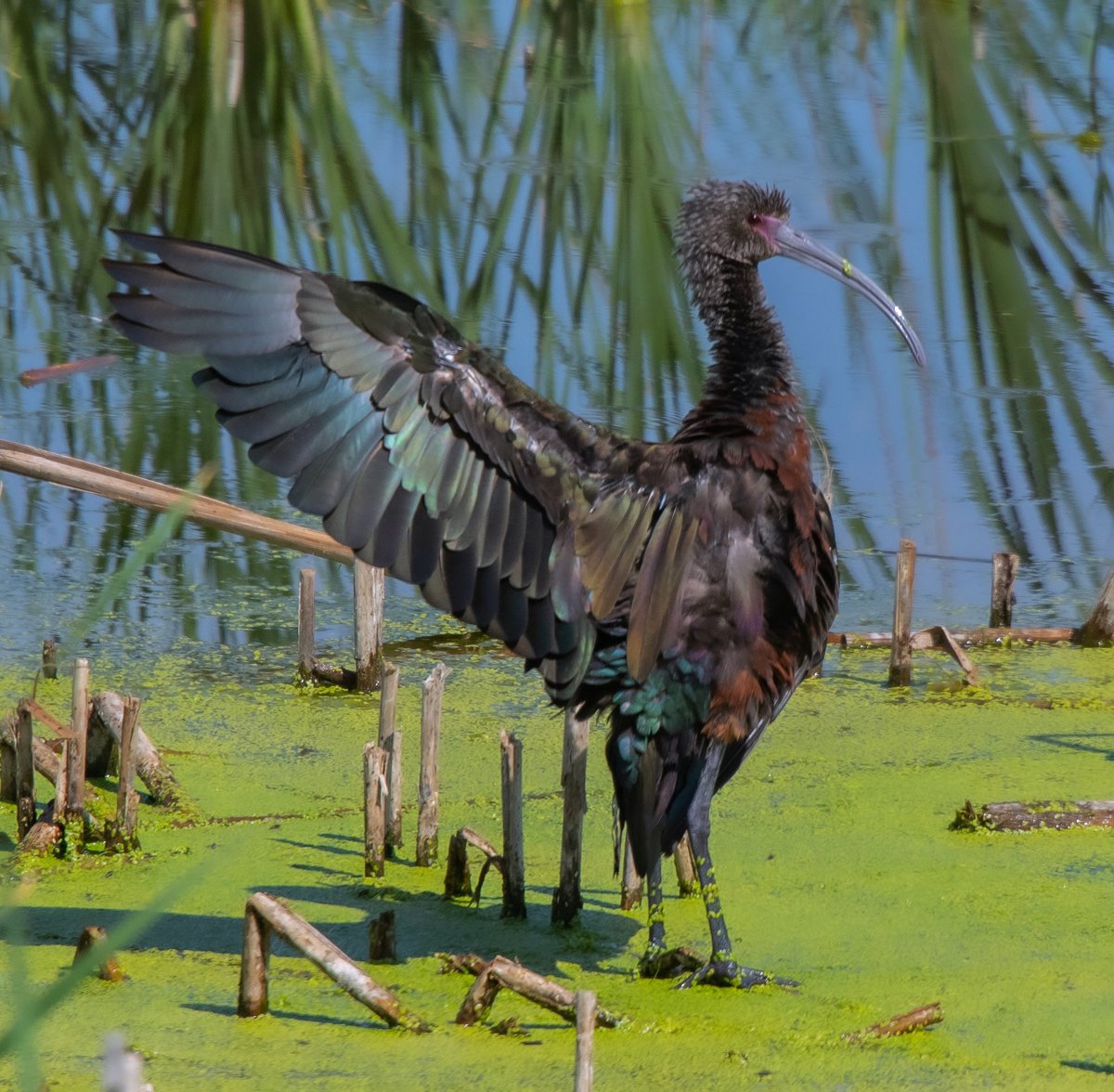 Day 51: This Glossy Ibis is showing off it’s full glossiness! #bird #birdphotography #birdwatching #birdlovers #birdfreaks #utah #birding #nature #birdfreaks #TwitterNatureCommunity #TwitterNaturePhotography