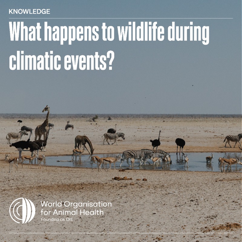 WOAH's tweet photo. Climatic events like the ones induced by #ElNiño impact unmanaged wildlife populations too. Understanding the potential impact can help develop locally relevant plans and engage key agencies and community stakeholders in preparedness, and in designing communication strategies.
