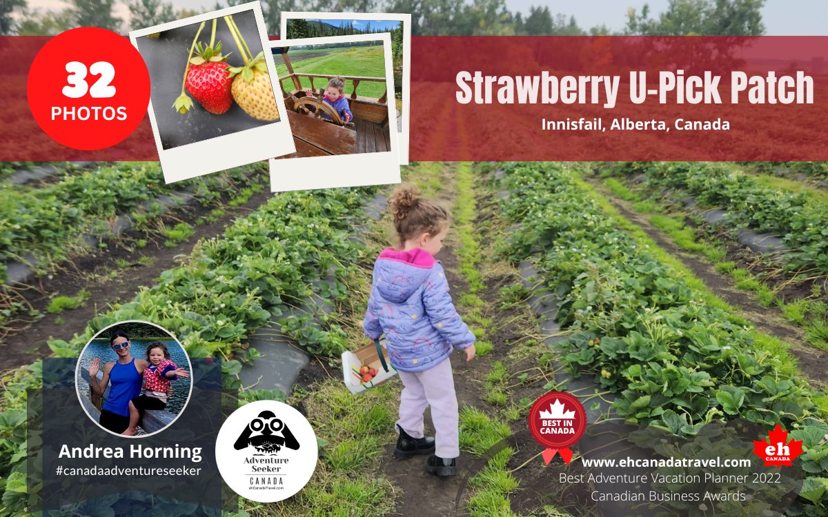 ehCanadaTravel's tweet photo. (32 Photos) Canada Adventure Seeker Andrea Horning and the Little Adventure Seeker find a strawberry u-pick patch in Southern Alberta.
***
https://t.co/ly122g4WB7
***
#canadaadventureseeker #strawberry #strawberries #upickfarm #innisfail #albertafarm #junglefarm https://t.co/CXrBQRfVgo
