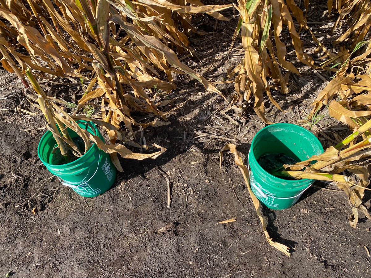 Spent the day yesterday with <a href="/MarkGladyator/">Mark Glady</a> at the Watertown #answerplot evaluating roots and stand ratings for #cornrootworm injury in various trait and insecticide treatments. Really interesting to try and use the root/node injury scale. <a href="/SDSUExt_Insects/">Adam Varenhorst</a>