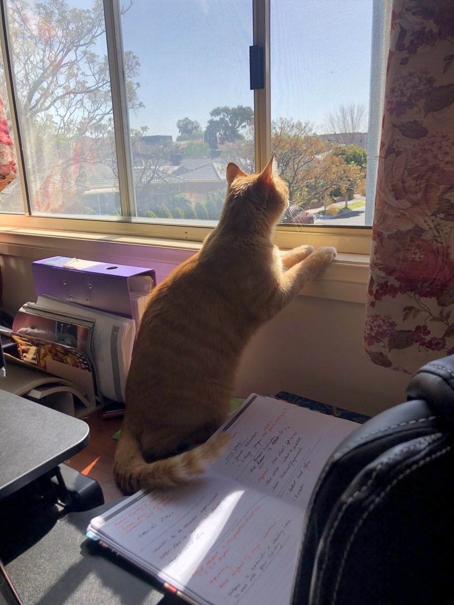 When will my husbanb return from the meowar