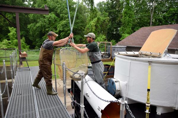 USGS's tweet photo. Sometimes, science takes time. Learn how ongoing research is helping to increase populations of American shad, a fish prized by anglers across the U.S. https://t.co/7Jw2cp6LMi 🐟
#Biology
📷Joe Zydlewski https://t.co/pHy82A7wTT