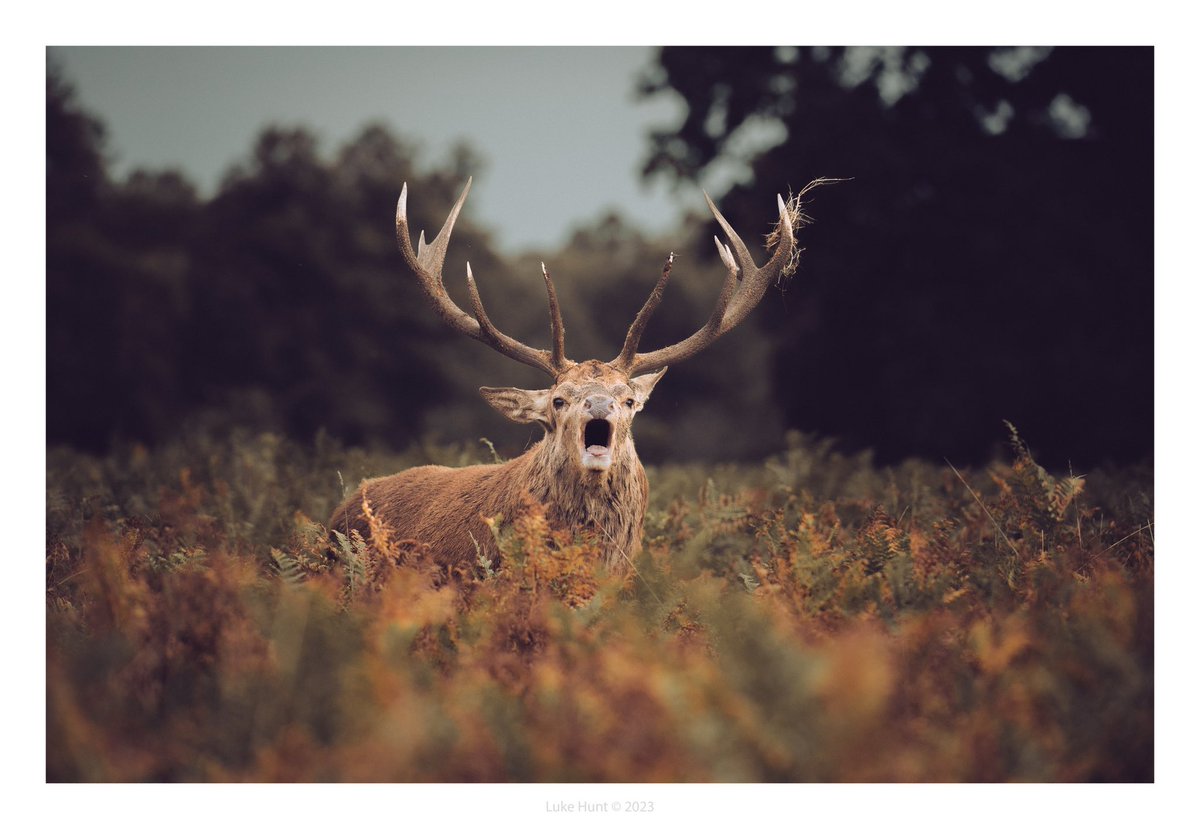 Red Deer Stag bellowing at #bushypark 

#deerrut #stag #reddeer #z6ii 
#nikon #uk_wildlife_images #british_wildlife_hub #wildlifephotography #naturephotography #deerofinstagram #naturelovers #wildlifelovers #zcreators #nikonphotography #stagsoftwitter @UKNikon @NikonEurope