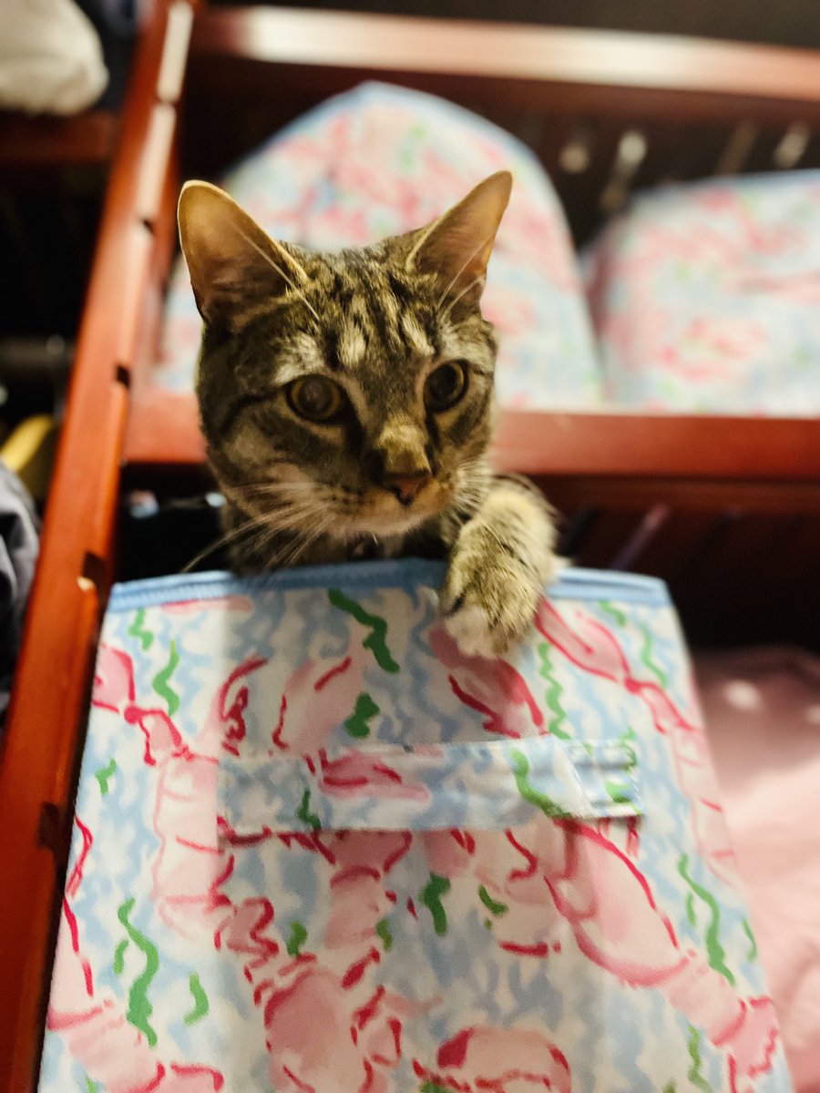 Kimberly Acquaviva tweet media