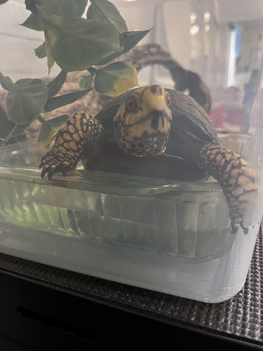 Mrs. Hill tweet media