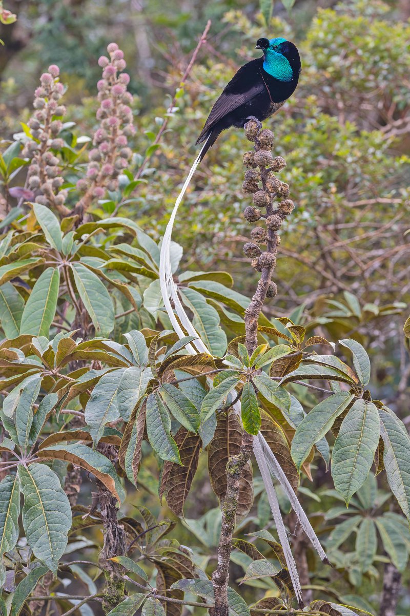 I've just been working through a few #PNG photos from my <a href="/Birdquest/">Birdquest</a> tour earlier this year. There really are a lot of spectacular birds in this part of the world, but few more amazing than the incredible Ribbon-tailed Astrapia #wildlifephotography #BirdsSeenIn2023 <a href="/CanonUKandIE/">Canon UK and Ireland</a>