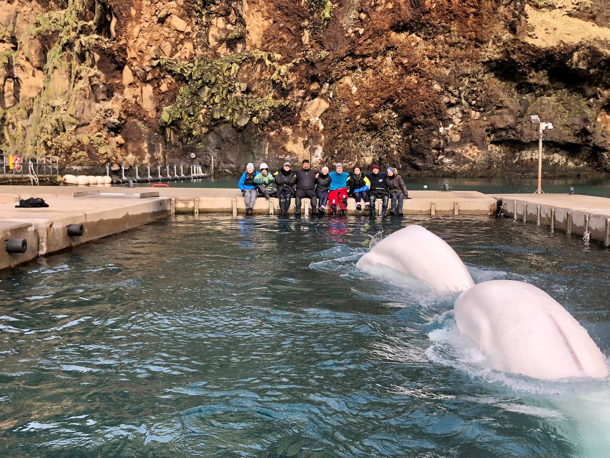 Please watch our latest update regarding Little White and Little Grey's journey here at the Beluga Whale Sanctuary, right here: bit.ly/3PtXaSI