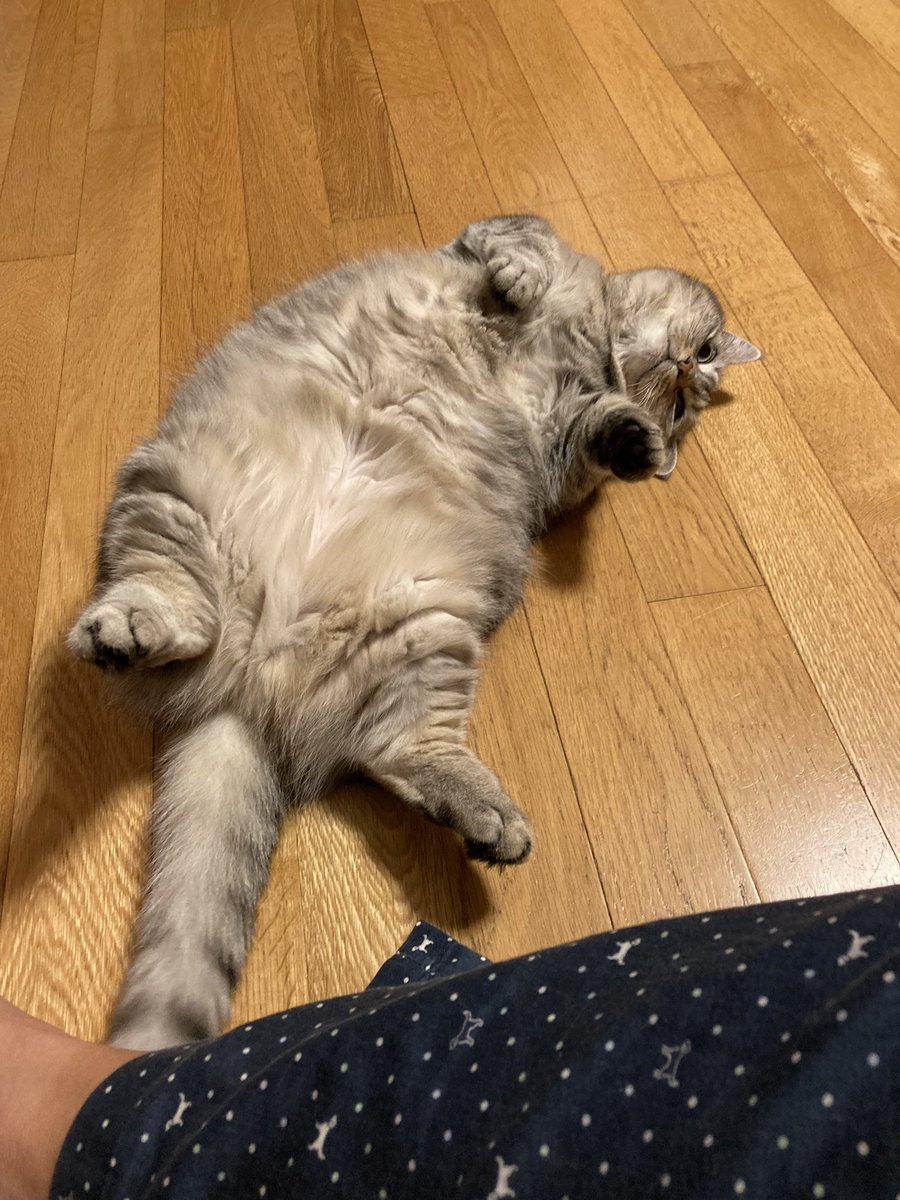 でかくなりました