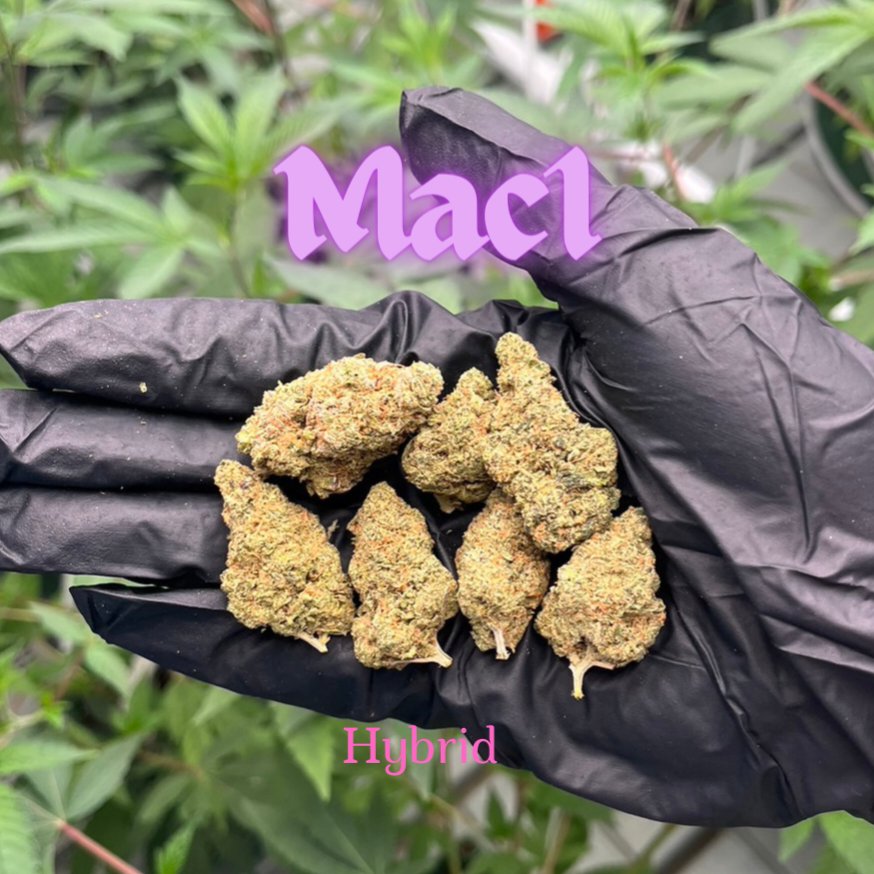 highzonerangsit's tweet photo. 🤘New Menu🤘 ของใหม่เข้าแล้วนะงับรอบนี้สุดจัด Mac1กลับมาตามคำเรียกร้อง😍💗 ดอกแน่นราคาดี มีหลายสายพันธุ์น่าลองสุดๆ เริ่มต้น40🥦🫶
📌ส่งฟรีละแวกเมืองเอก
#กัญชารังสิต #กัญชา #กัญชากรุงเทพ #กัญชาออแกนิค #กัญชาราคาถูก #กัญชานนทบุรี #กัญชาดอนเมือง #กัญชามีนบุรี #พันลำ https://t.co/qsIfm6h8Ga