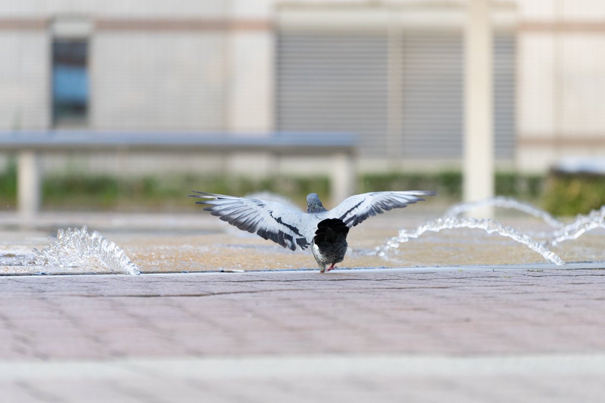 紅たえこ tweet media