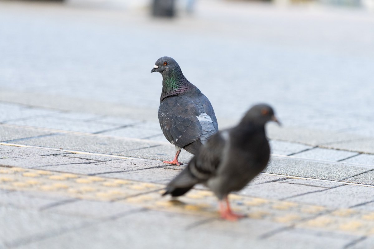 紅たえこ tweet media