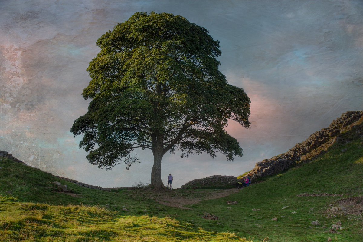 TicketyBooJon's tweet photo. 300 years in the making, destroyed in minutes. Such an iconic landmark mindlessly obliterated from the future.  #SycamoreGap #Northumberland #Vandalism https://t.co/NQJBJuMSsA