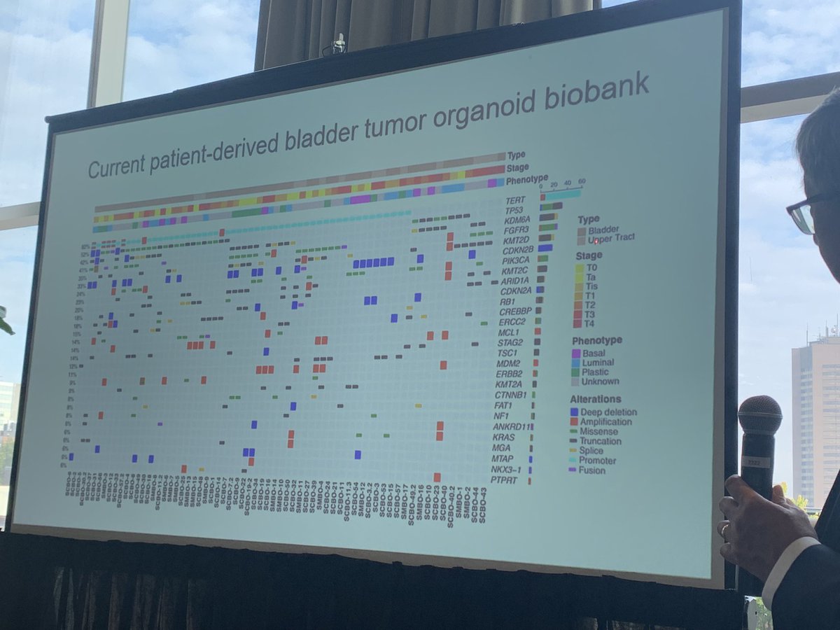 Our keynote speaker #IBCN23 @MichaelMShen discussing bladder cancer organoids investigating lineage plasticity exploiting untapped areas to inform diagnostic and treatment algorithms. @pcvblack @LDyrskjot @mouwlab @ttodenhoefer @Roland3097 @SWilliams_MD