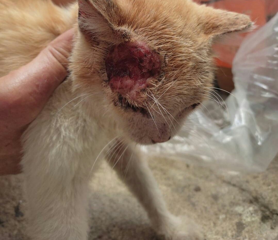Blackcique's tweet photo. Ok, I have been working very hard on this for 8 months now and my small foundation has grown a lot, we have helped many animals and in large part that is due to you as my followers. I open thread... https://t.co/ofchlaLLDx