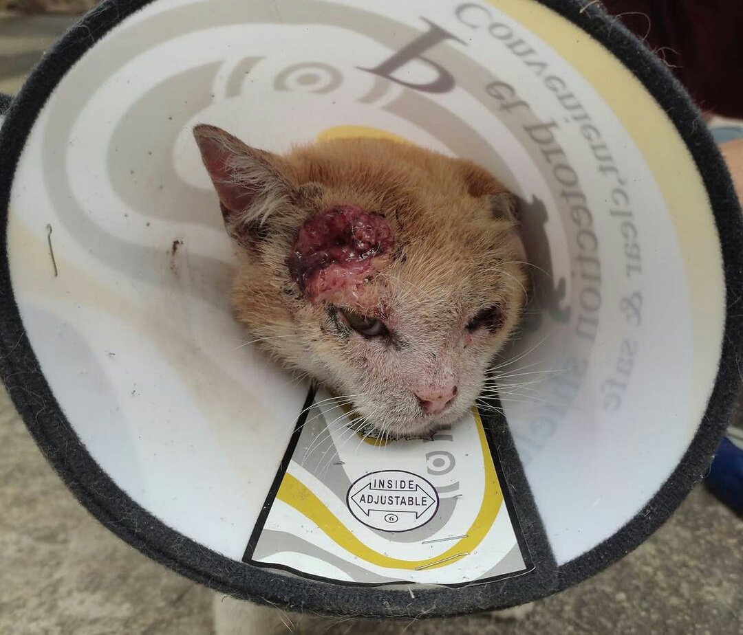 Blackcique's tweet photo. Ok, I have been working very hard on this for 8 months now and my small foundation has grown a lot, we have helped many animals and in large part that is due to you as my followers. I open thread... https://t.co/ofchlaLLDx