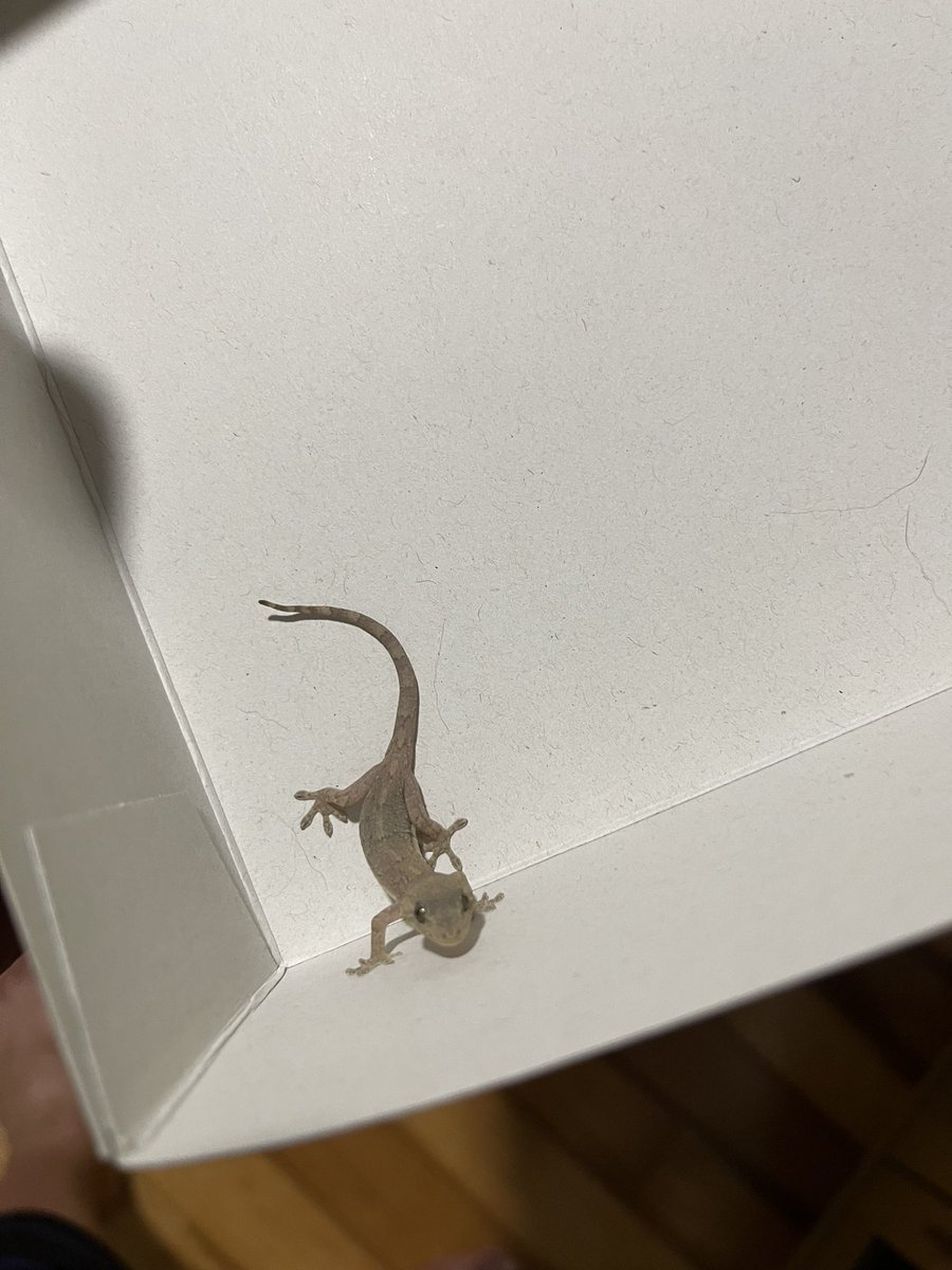 ヤモリさん G03670-G03800】アサギマルメヤモリ ￥9,800〜(税込)- | yaneurat
