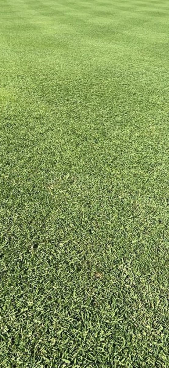 Great results on the short game area grow in, Creeping Bent with Consolidate liquids.