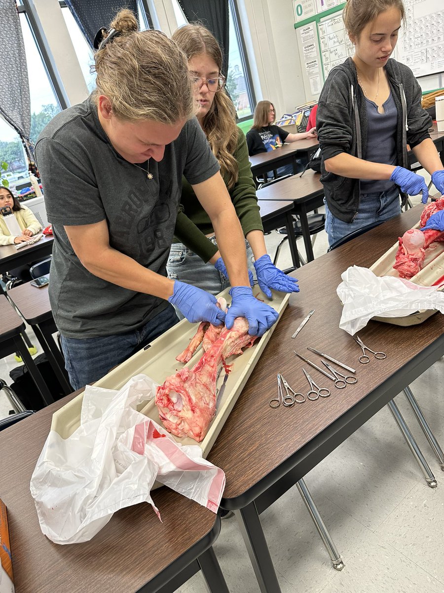 MrsKeriLewis1's tweet photo. Thanks to Florence Frozen Meats for providing the cow bones for our cow bone dissection. @TuscumbiaCitySc @Deshler_High https://t.co/XJnx9YhIaL
